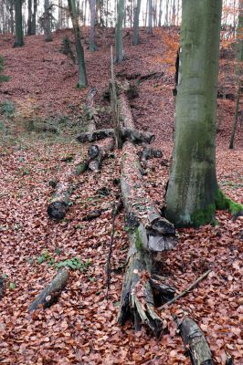 Karlovice, 18.11.2020
Lázně Sedmihorky - bučina na svahu nad lázněmi.
Klíčová slova: Karlovice Lázně Sedmihorky bučina