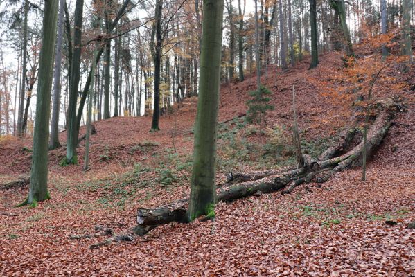 Karlovice, 18.11.2020
Lázně Sedmihorky - bučina na svahu nad lázněmi.
Mots-clés: Karlovice Lázně Sedmihorky bučina