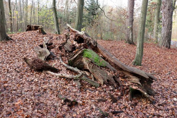 Karlovice, 18.11.2020
Lázně Sedmihorky - padlý dub.
Klíčová slova: Karlovice Lázně Sedmihorky