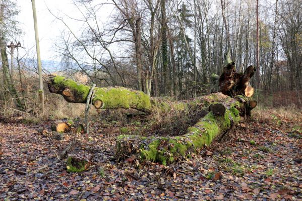 Karlovice, 18.11.2020
Lázně Sedmihorky - padlý dub.
Klíčová slova: Karlovice Lázně Sedmihorky