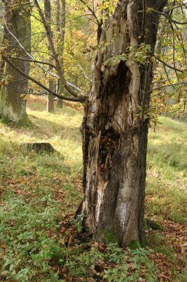 Hukvaldy, 9.10.2008
Obora Hukvaldy. Rozlomený kmen jírovce - botop kovaříků Elater ferrugineus a Ischnodes sanguinicollis.
Schlüsselwörter: Hukvaldy obora Ischnodes sanguinicollis Elater ferrugineus