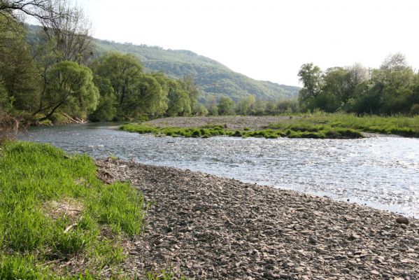 Humenné, 25.4.2015
Štěrkový náplav v meandrech Laborce.



Klíčová slova: Humenné Laborec Zorochros dermestoides quadriguttatus