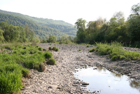 Humenné, 25.4.2015
Štěrkový náplav v meandrech Laborce.



Klíčová slova: Humenné Laborec Zorochros dermestoides quadriguttatus