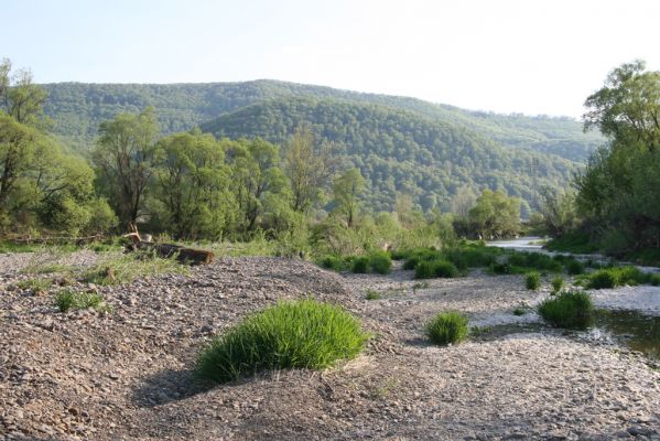 Humenné, 25.4.2015
Štěrkový náplav v meandrech Laborce. V pozadí Vihorlat a Jesenovská bučina.



Keywords: Humenné Laborec Zorochros dermestoides quadriguttatus