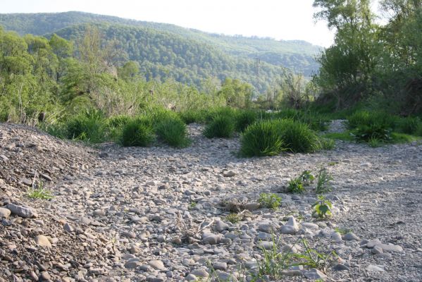 Humenné, 25.4.2015
Štěrkový náplav v meandrech Laborce.



Klíčová slova: Humenné Laborec Zorochros dermestoides quadriguttatus