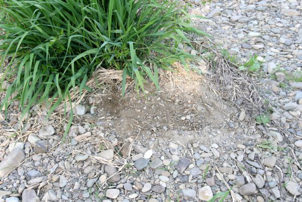 Humenné, 25.4.2015
Štěrkový náplav v meandrech Laborce - biotop kovaříka Zorochros dermestoides.



Klíčová slova: Humenné Laborec Zorochros dermestoides