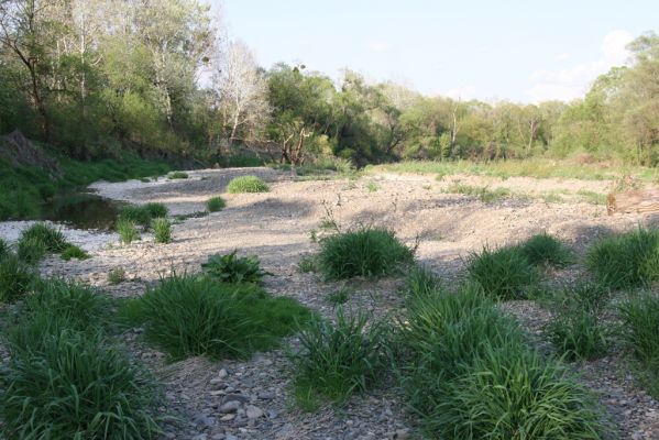 Humenné, 25.4.2015
Štěrkový náplav v meandrech Laborce.



Klíčová slova: Humenné Laborec Zorochros dermestoides quadriguttatus