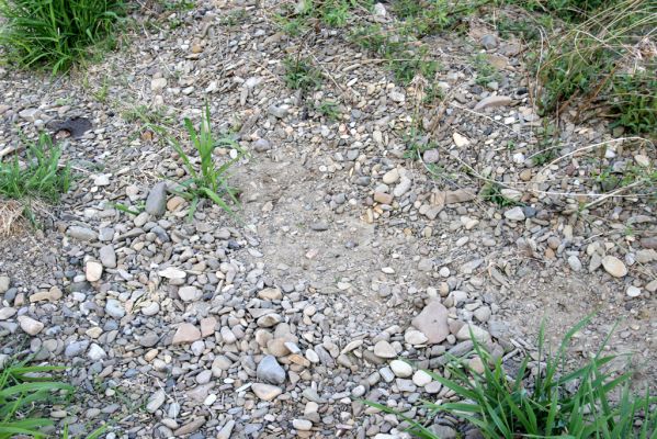 Humenné, 25.4.2015
Štěrkový náplav v meandrech Laborce - biotop kovaříka Zorochros quadriguttatus.



Klíčová slova: Humenné Laborec Zorochros quadriguttatus