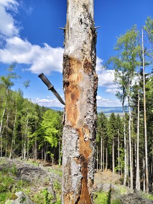 Božanov, 26.4.2025
Holoseč pod Suchým vrchem - biotop kovaříků Ampedus karpathicus.
Klíčová slova: Božanov Stolové hory Suchý vrch Ampedus karpathicus