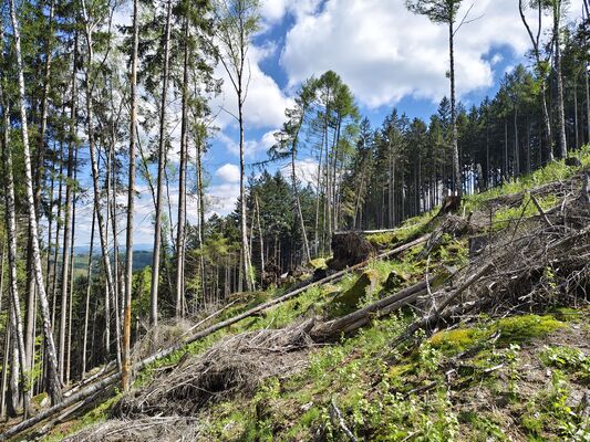 Božanov, 26.4.2025
Holoseč pod Suchým vrchem.
Klíčová slova: Božanov Stolové hory Suchý vrch Ampedus karpathicus