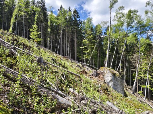 Božanov, 26.4.2025
Holoseč pod Suchým vrchem.
Klíčová slova: Božanov Stolové hory Suchý vrch Ampedus karpathicus