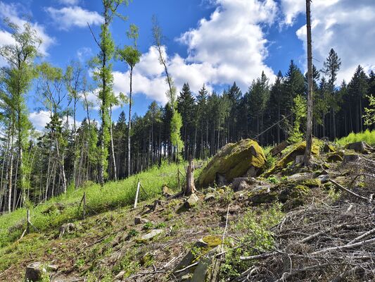 Božanov, 26.4.2025
Holoseč pod Suchým vrchem.
Klíčová slova: Božanov Stolové hory Suchý vrch Ampedus karpathicus