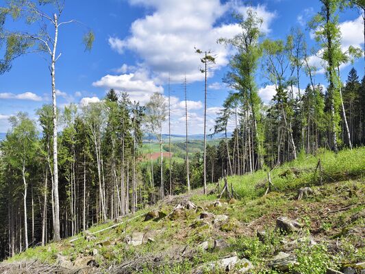 Božanov, 26.4.2025
Holoseč pod Suchým vrchem.
Klíčová slova: Božanov Stolové hory Suchý vrch Ampedus karpathicus