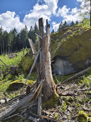Božanov, 26.4.2025
Holoseč pod Suchým vrchem.
Klíčová slova: Božanov Stolové hory Suchý vrch Ampedus karpathicus