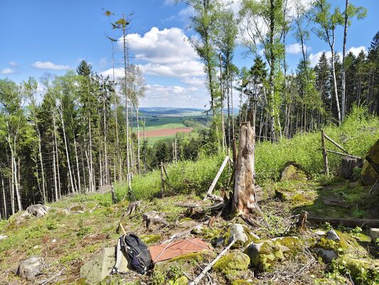 Božanov, 26.4.2025
Holoseč pod Suchým vrchem.
Klíčová slova: Božanov Stolové hory Suchý vrch Ampedus karpathicus