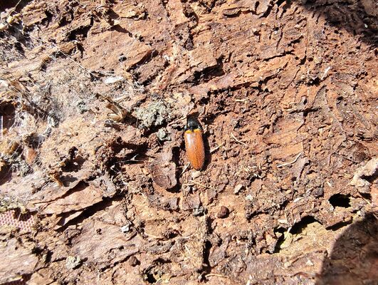 Božanov, 26.4.2025
Holoseč pod Suchým vrchem. Kovařík Ampedus karpathicus.
Klíčová slova: Božanov Stolové hory Suchý vrch Ampedus karpathicus