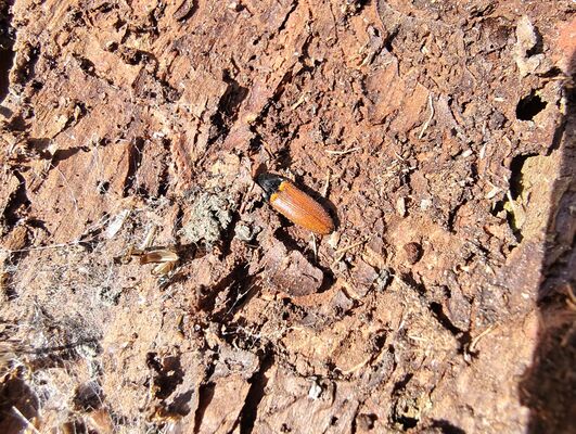 Božanov, 26.4.2025
Holoseč pod Suchým vrchem. Kovařík Ampedus karpathicus.
Mots-clés: Božanov Stolové hory Suchý vrch Ampedus karpathicus