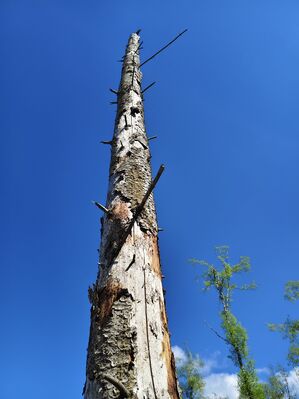Božanov, 26.4.2025
Holoseč pod Suchým vrchem.
Klíčová slova: Božanov Stolové hory Suchý vrch Ampedus karpathicus