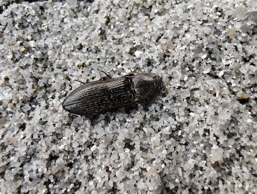 Božanov, 26.4.2025
Holoseč pod Suchým vrchem. Kovařík Mosotalesus impressus.
Klíčová slova: Božanov Stolové hory Suchý vrch Mosotalesus impressus