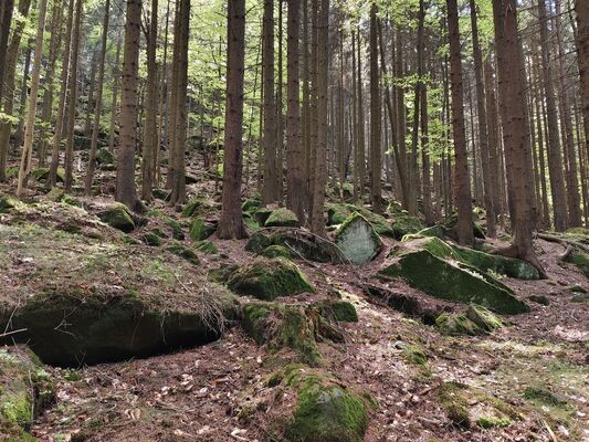 Božanov, 26.4.2025
Les pod Suchým vrchem.
Klíčová slova: Božanov Stolové hory Suchý vrch