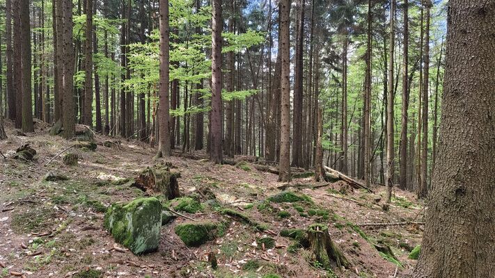 Božanov, 26.4.2025
Les pod Suchým vrchem.
Schlüsselwörter: Božanov Stolové hory Suchý vrch