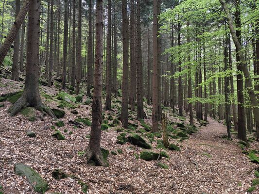 Božanov, 26.4.2025
Les pod Suchým vrchem.
Klíčová slova: Božanov Stolové hory Suchý vrch