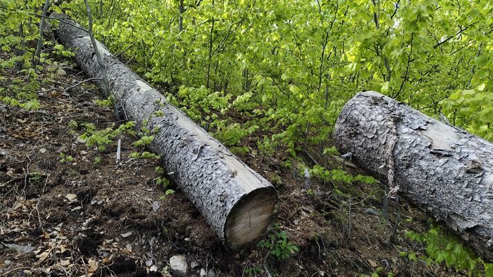 Božanov, 26.4.2025
Holoseč pod Božanovským Špičákem - biotop kovaříků Diacanthous undulatus.
Klíčová slova: Božanov Broumovské stěny Božanovský Špičák Diacanthus undulatus Ampedus karpathicus