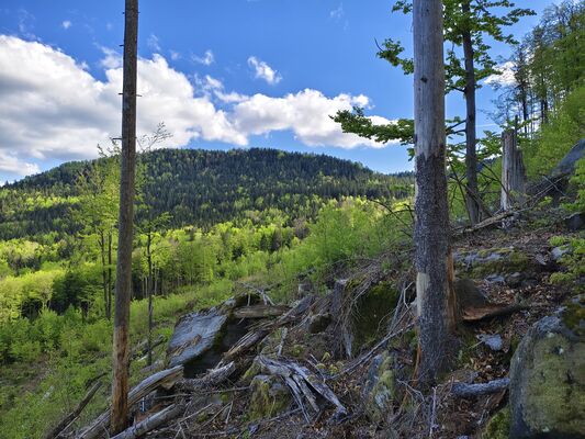 Božanov, 26.4.2025
Holoseč pod Božanovským Špičákem - pohled na Suchý vrch.
Klíčová slova: Božanov Broumovské stěny Božanovský Špičák Suchý vrch Ampedus karpathicus