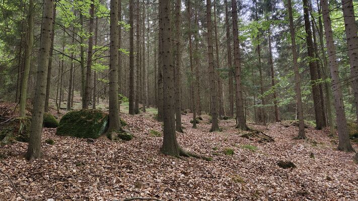 Teplice nad Metují, Lachov, 6.5.2025
Les pod vrchem Hejda.
Klíčová slova: Teplice nad Metují Lachov vrch Hejda