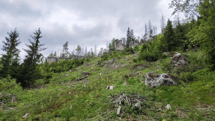 Teplice nad Metují, Lachov, 6.5.2025
Holoseče pod vrchem Hejda.
Klíčová slova: Teplice nad Metují Lachov vrch Hejda