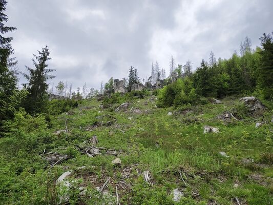 Teplice nad Metují, Lachov, 6.5.2025
Holoseče pod vrchem Hejda.
Klíčová slova: Teplice nad Metují Lachov vrch Hejda
