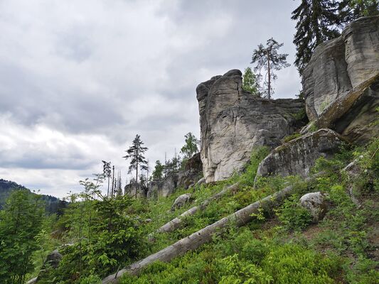 Teplice nad Metují, Lachov, 6.5.2025
Holoseče pod vrchem Hejda.
Klíčová slova: Teplice nad Metují Lachov vrch Hejda
