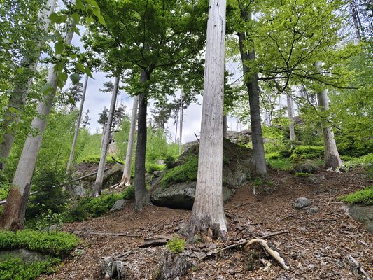 Teplice nad Metují, Lachov, 6.5.2025
Les pod vrchem Hejda - biotop kovaříků Ampedus karpathicus.
Klíčová slova: Teplice nad Metují Lachov vrch Hejda Ampedus karpathicus