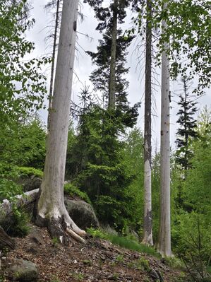 Teplice nad Metují, Lachov, 6.5.2025
Les pod vrchem Hejda - biotop kovaříků Ampedus karpathicus.
Klíčová slova: Teplice nad Metují Lachov vrch Hejda Ampedus karpathicus