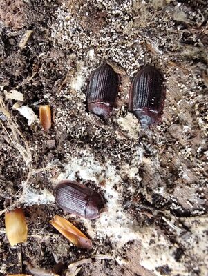 Teplice nad Metují, Lachov, 6.5.2025
Vrch Hejda, kornatec Gynocharis oblonga.
Klíčová slova: Teplice nad Metují Lachov vrch Hejda