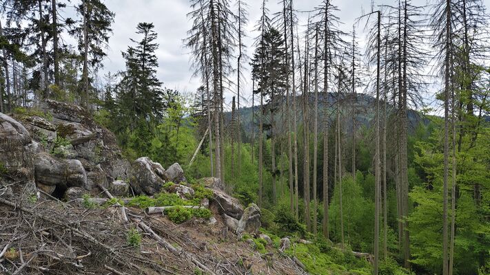 Teplice nad Metují, Lachov, 6.5.2025
Les pod vrchem Hejda.
Klíčová slova: Teplice nad Metují Lachov vrch Hejda Ampedus karpathicus