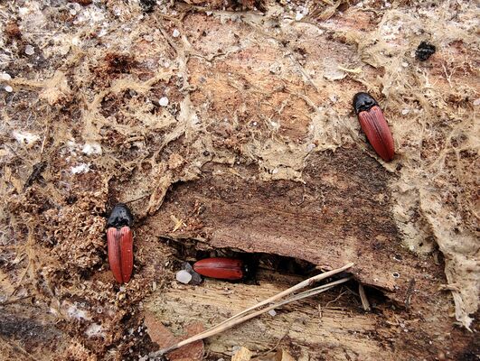 Teplice nad Metují, Lachov, 6.5.2025
Les pod vrchem Hejda, kovaříci Ampedus sanguineus.
Klíčová slova: Teplice nad Metují Lachov vrch Hejda Ampedus sanguineus