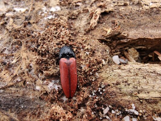 Teplice nad Metují, Lachov, 6.5.2025
Les pod vrchem Hejda, kovařík Ampedus sanguineus.
Klíčová slova: Teplice nad Metují Lachov vrch Hejda Ampedus sanguineus