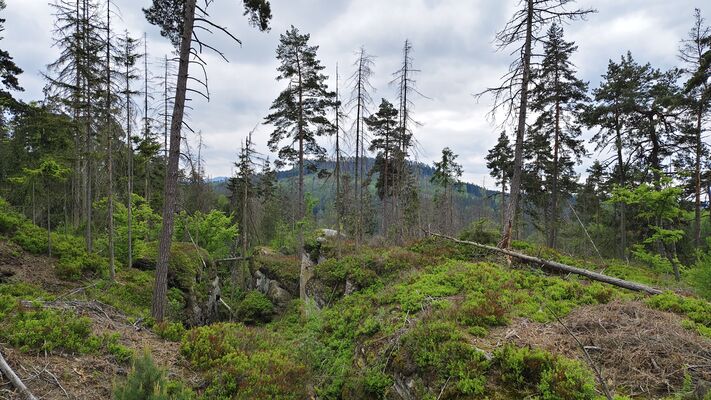 Teplice nad Metují, Lachov, 6.5.2025
Les pod vrchem Hejda.
Klíčová slova: Teplice nad Metují Lachov vrch Hejda Ampedus karpathicus