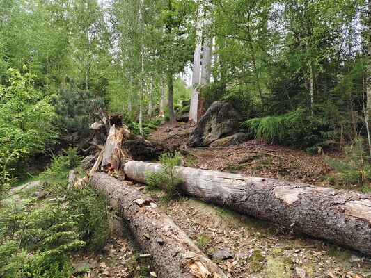 Teplice nad Metují, Lachov, 6.5.2025
Les pod vrchem Hejda - biotop kovaříků Ampedus karpathicus.
Klíčová slova: Teplice nad Metují Lachov vrch Hejda Ampedus karpathicus