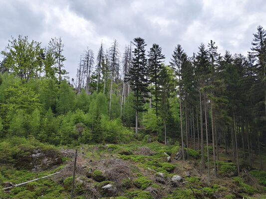 Teplice nad Metují, Lachov, 6.5.2025
Les pod vrchem Hejda.
Klíčová slova: Teplice nad Metují Lachov vrch Hejda Ampedus karpathicus