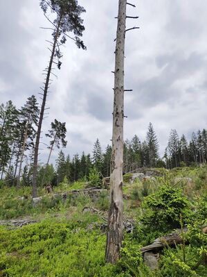 Žďár nad Metují, 6.5.2025
Holoseč pod stolovou horou Ostaš.
Klíčová slova: Žďár nad Metují vrch Ostaš Ampedus karpathicus