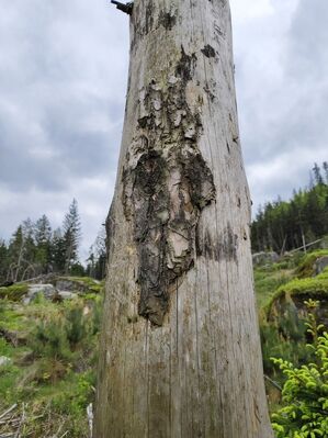 Žďár nad Metují, 6.5.2025
Holoseč pod stolovou horou Ostaš.
Klíčová slova: Žďár nad Metují vrch Ostaš Ampedus karpathicus