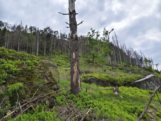 Žďár nad Metují, 6.5.2025
Holoseč pod stolovou horou Ostaš.
Klíčová slova: Žďár nad Metují vrch Ostaš Ampedus karpathicus