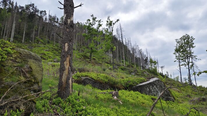 Žďár nad Metují, 6.5.2025
Holoseč pod stolovou horou Ostaš.
Klíčová slova: Žďár nad Metují vrch Ostaš Ampedus karpathicus