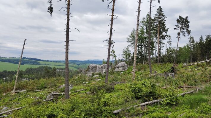 Žďár nad Metují, 6.5.2025
Holoseč pod stolovou horou Ostaš.
Klíčová slova: Žďár nad Metují vrch Ostaš Ampedus karpathicus