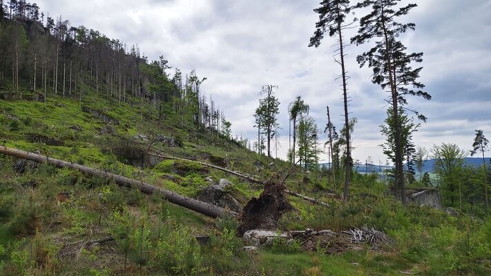 Žďár nad Metují, 6.5.2025
Holoseč pod stolovou horou Ostaš.
Klíčová slova: Žďár nad Metují vrch Ostaš Ampedus karpathicus