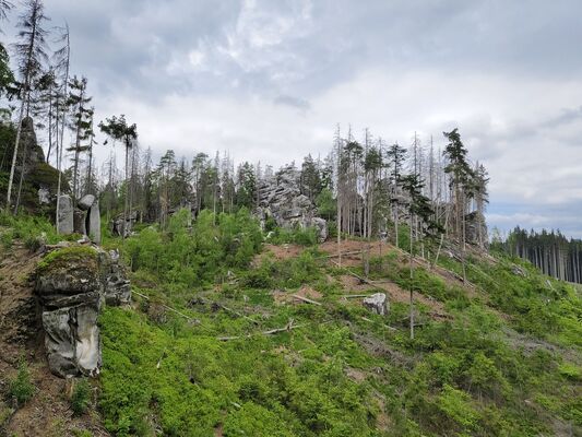 Žďár nad Metují, 6.5.2025
Holoseč pod Kočičími skalami.
Klíčová slova: Žďár nad Metují vrch Ostaš Kočičí skály