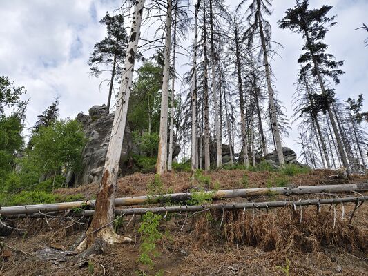 Žďár nad Metují, 6.5.2025
Holoseč pod Kočičími skalami.
Klíčová slova: Žďár nad Metují vrch Ostaš Kočičí skály