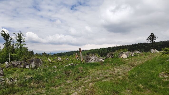 Machov, 7.5.2025
Poličské stěny, holoseče v polesí Slez.
Klíčová slova: Machov Poličské stěny polesí Slez